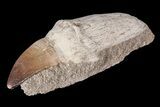 Rooted Mosasaur (Prognathodon) Tooth #87992-2
